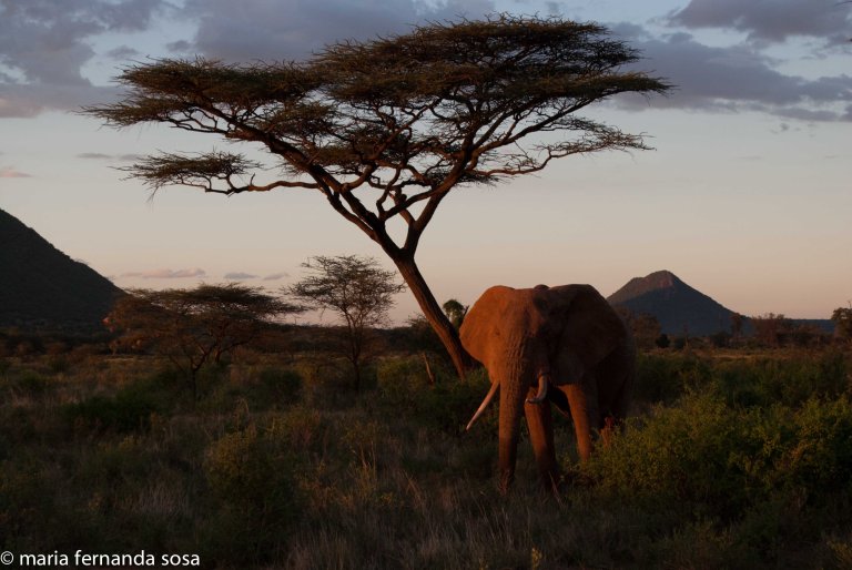KenyaNature (3 of 9)