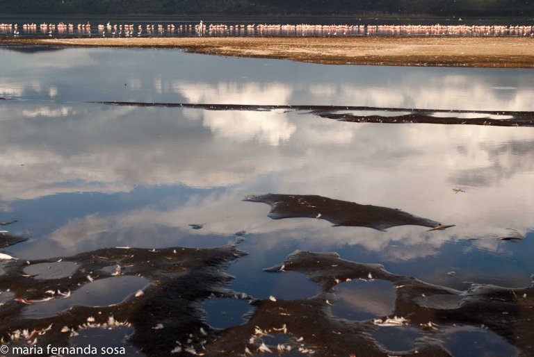 KenyaNature (6 of 9)