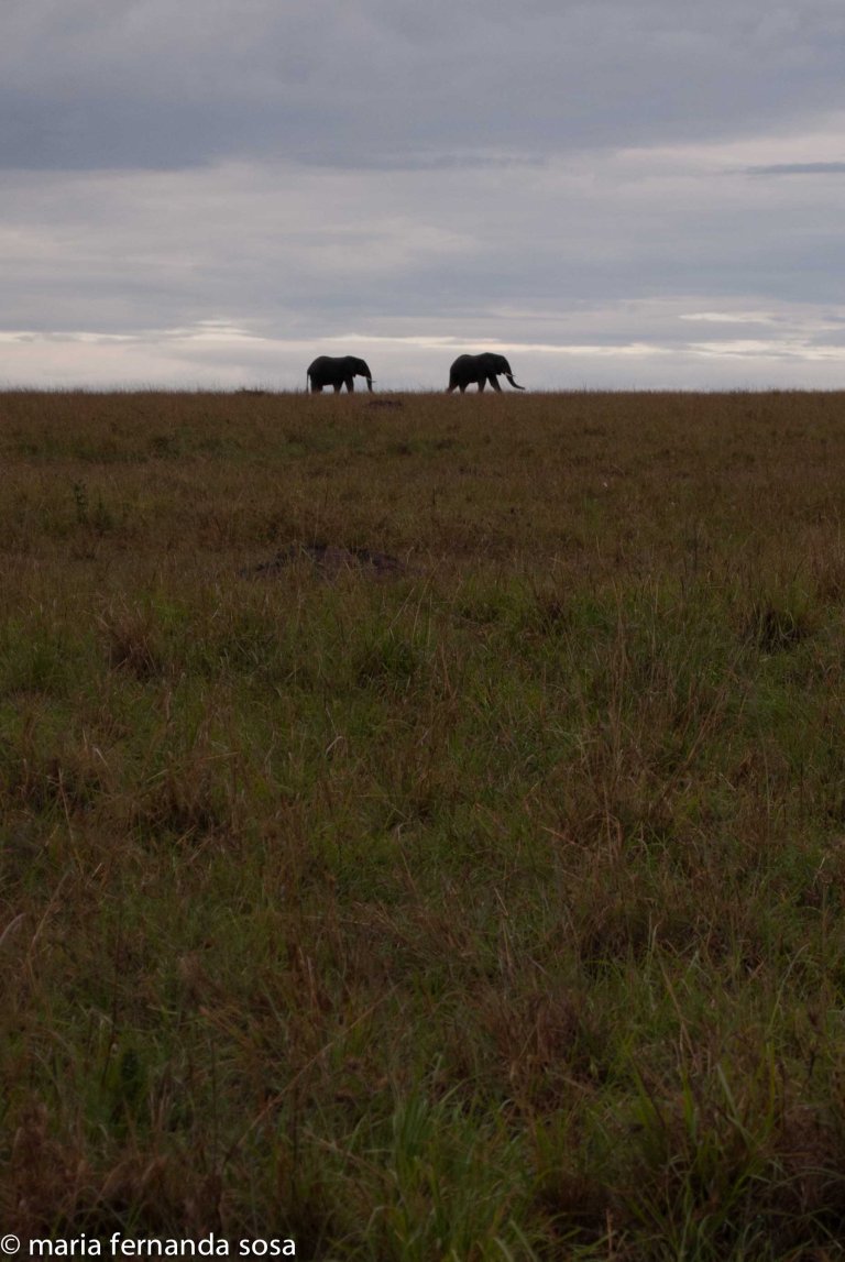 KenyaNature (7 of 9)