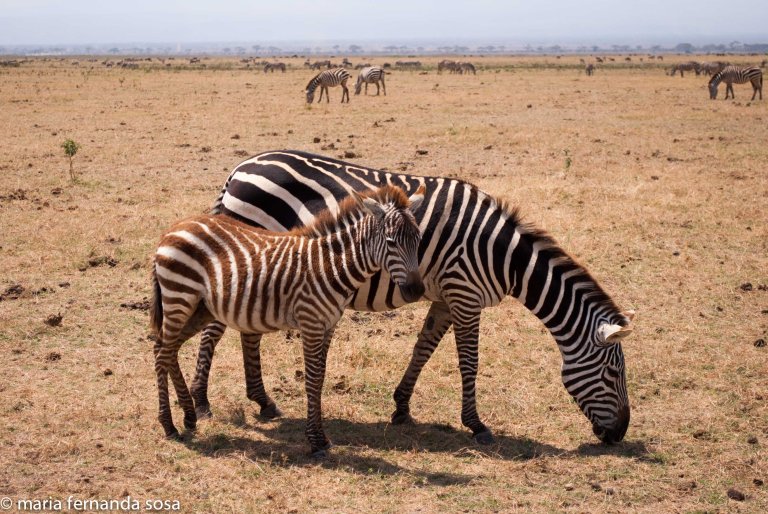 KenyaNature (8 of 9)