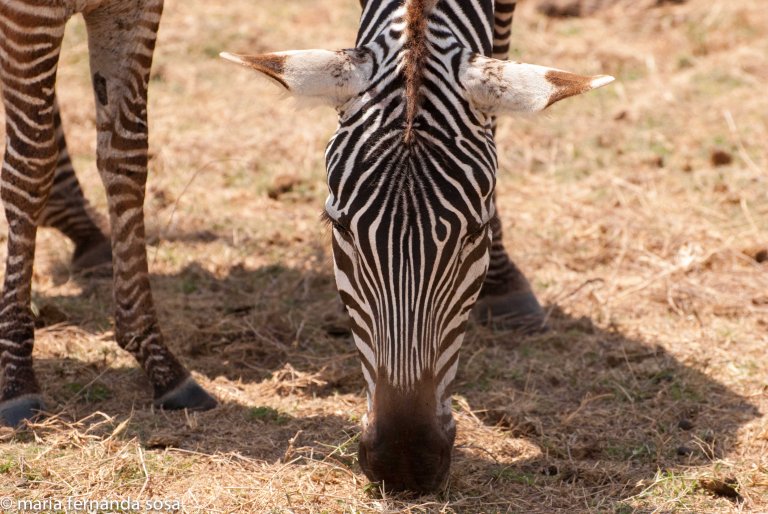 KenyaNature (9 of 9)