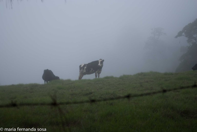 VVenNature (7 of 14)