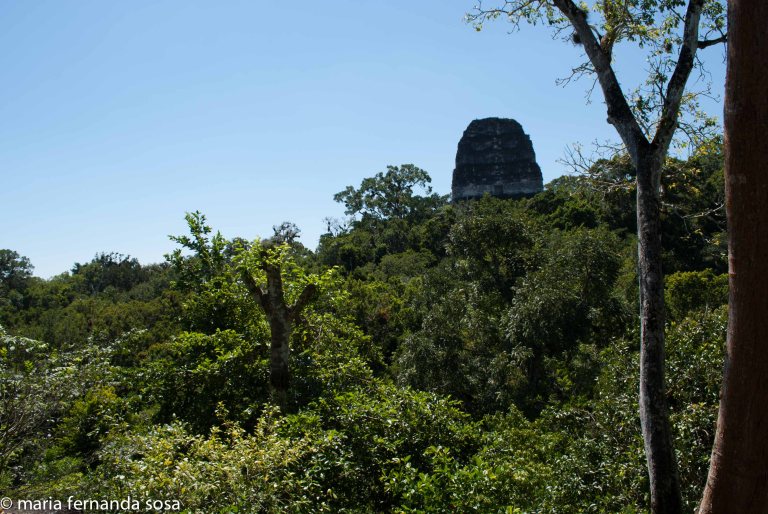 tikal-44
