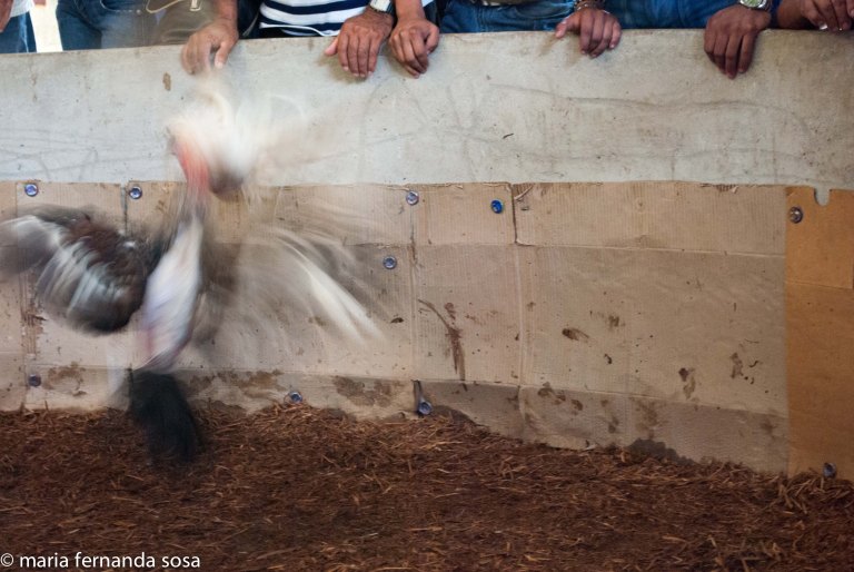 gallos-7